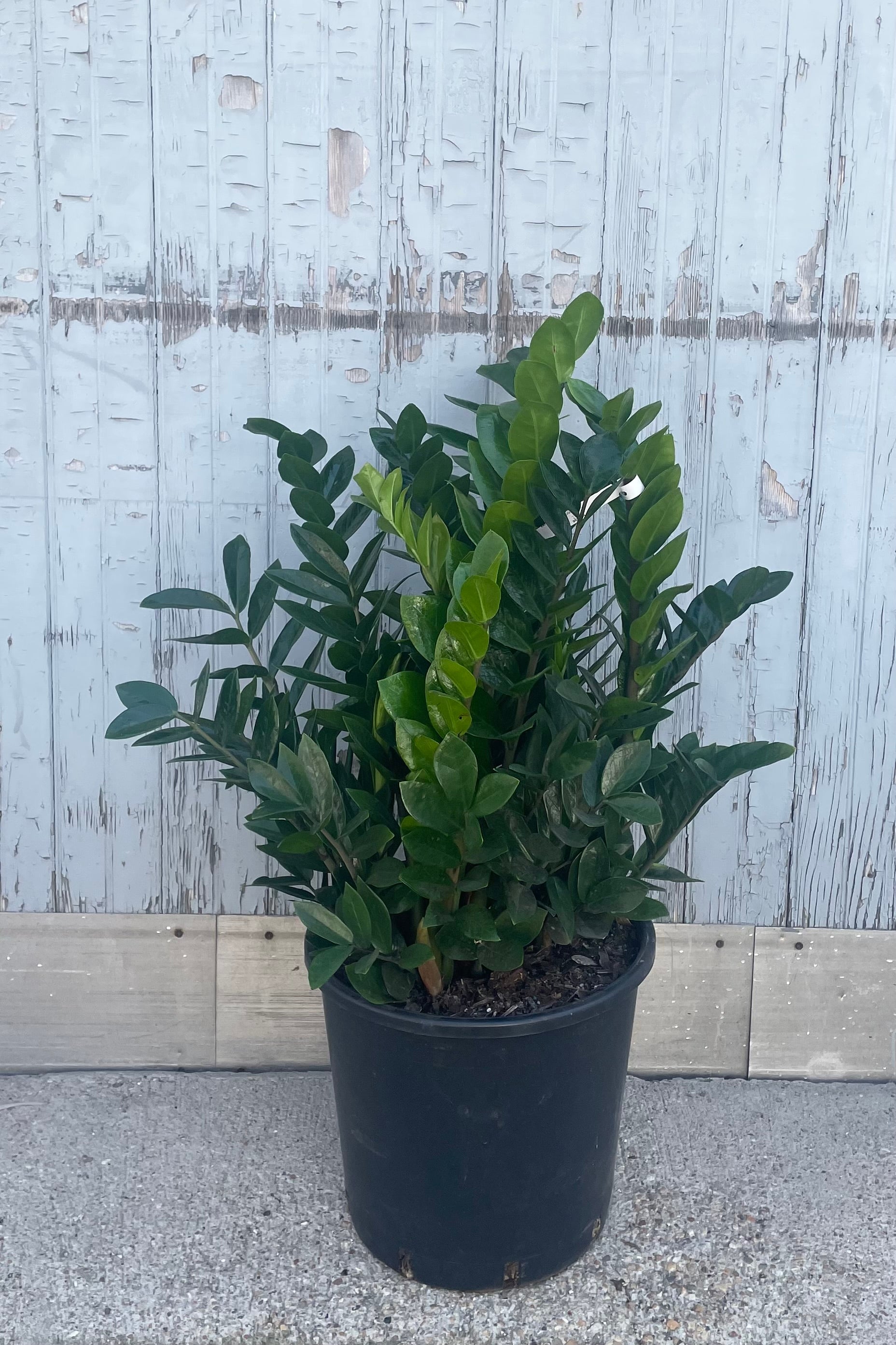 A full view of Zamioculcas zamiifolia 14" in grow pot against wooden backdrop