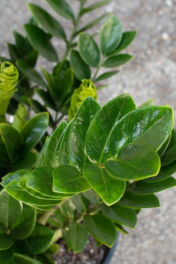 Close up of Zamioculcus zamifolia leaves