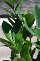 Close up of Zamioculcus zamifolia leaves