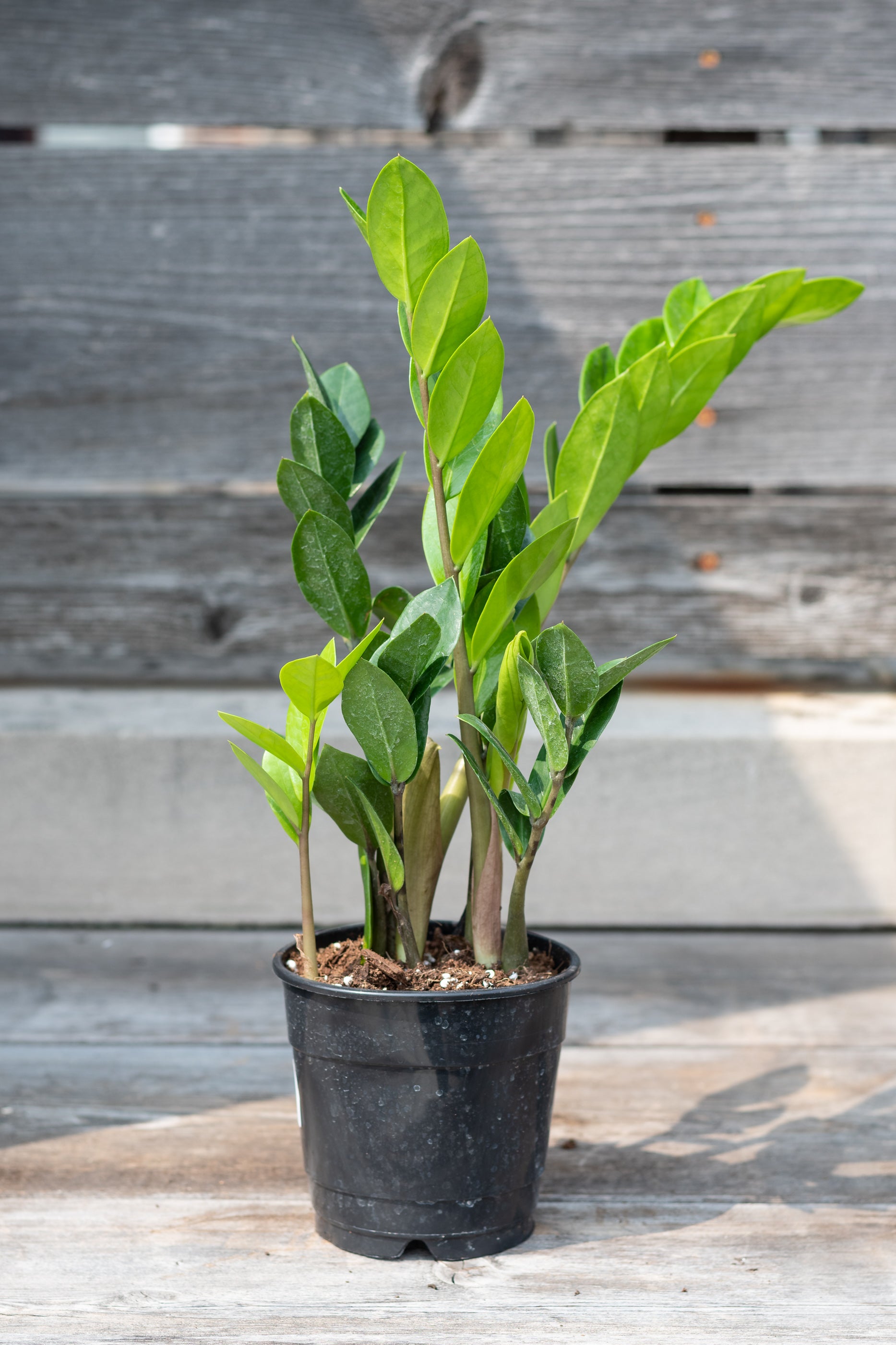Zamioculcas zamiifolia 5"