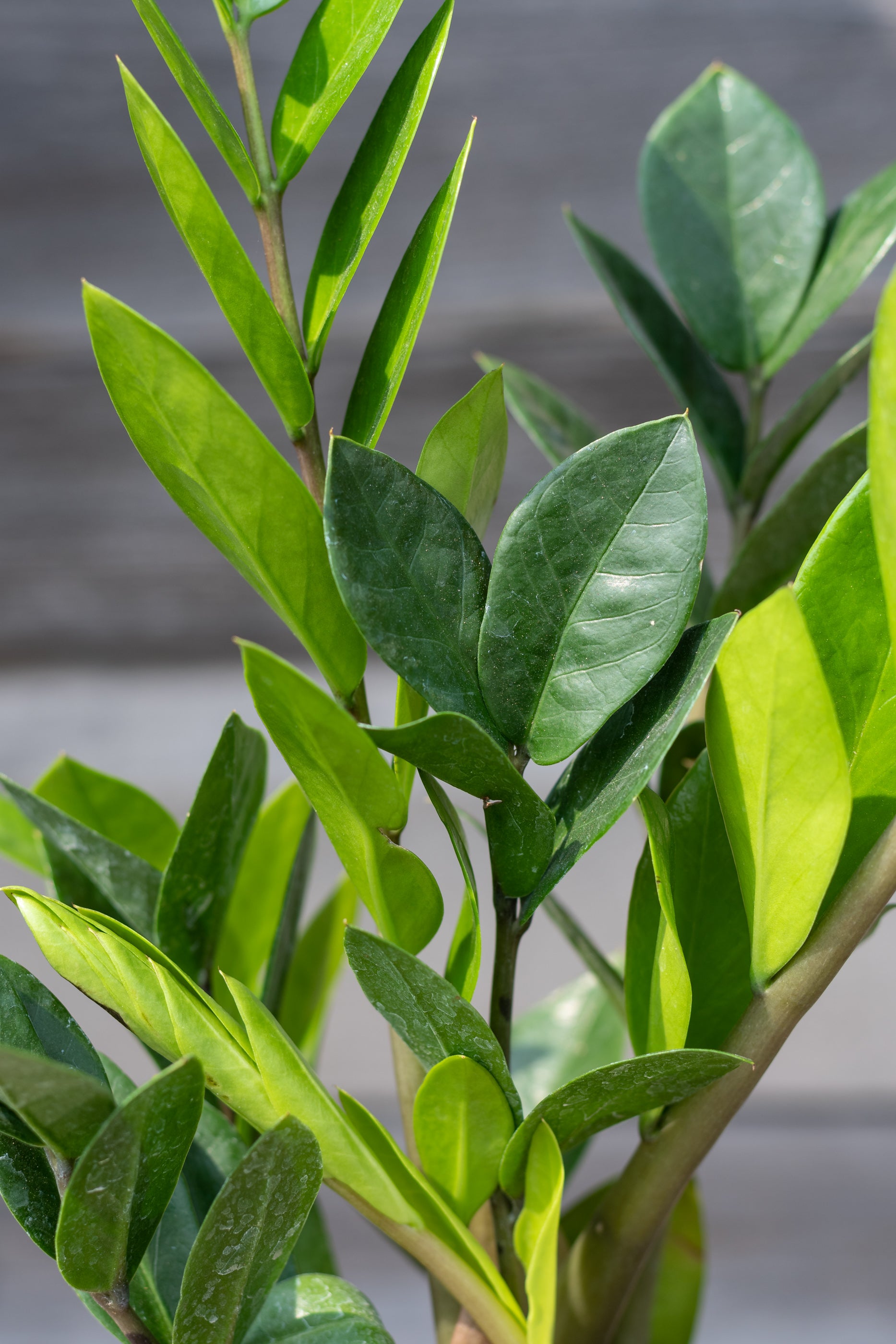 Zamioculcas zamiifolia 5"