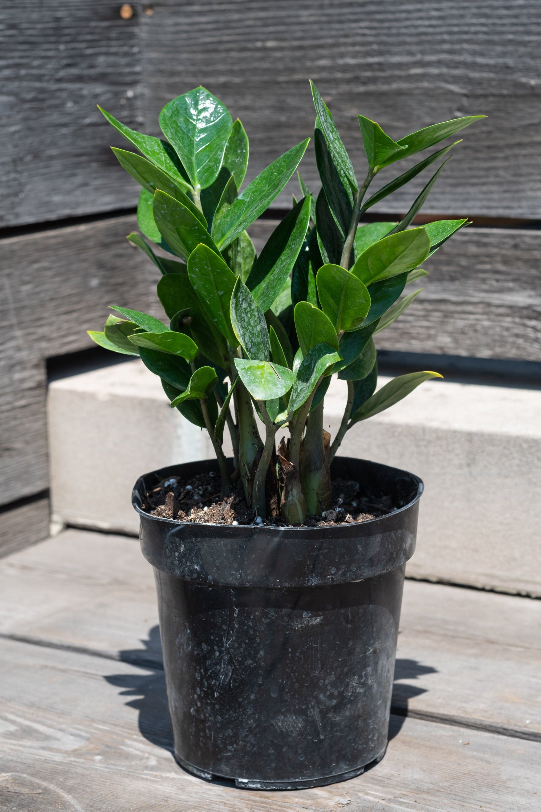 Zamioculcus zamifolia in front of grey wood background ©Sprout Home
