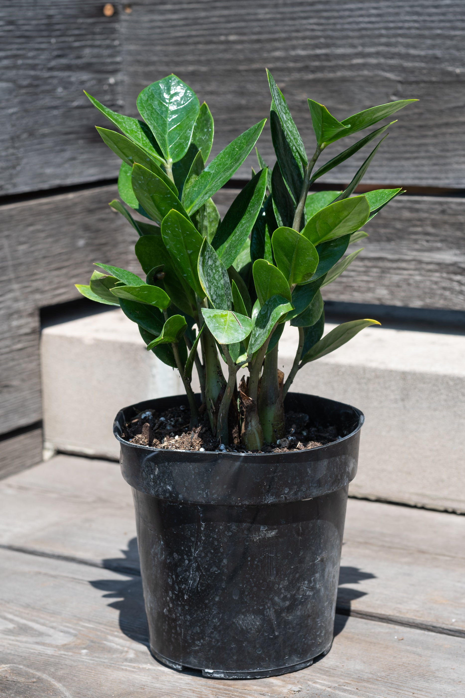 Zamioculcus zamifolia in front of grey wood background