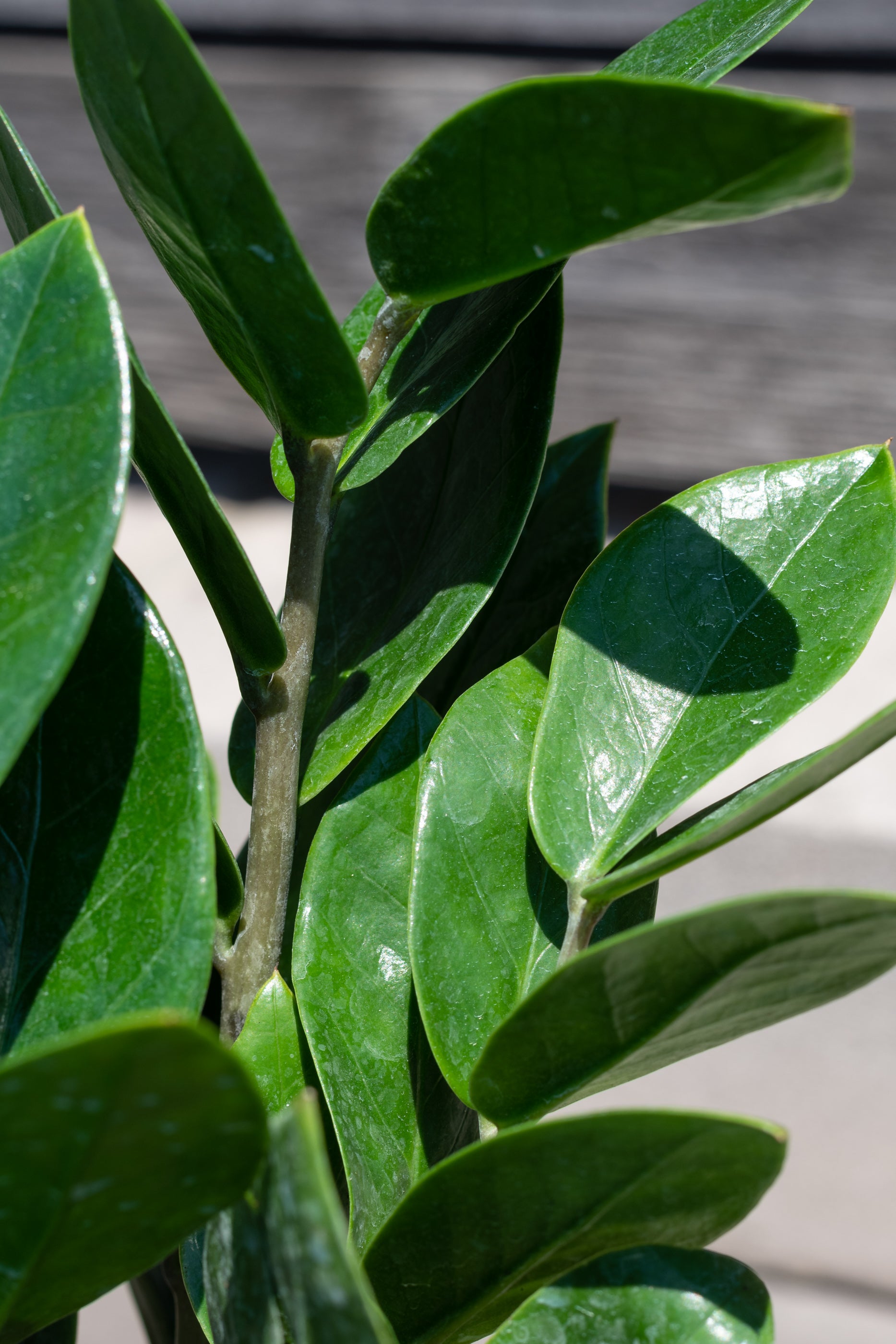 Close up of Zamioculcus zamifolia leaves
