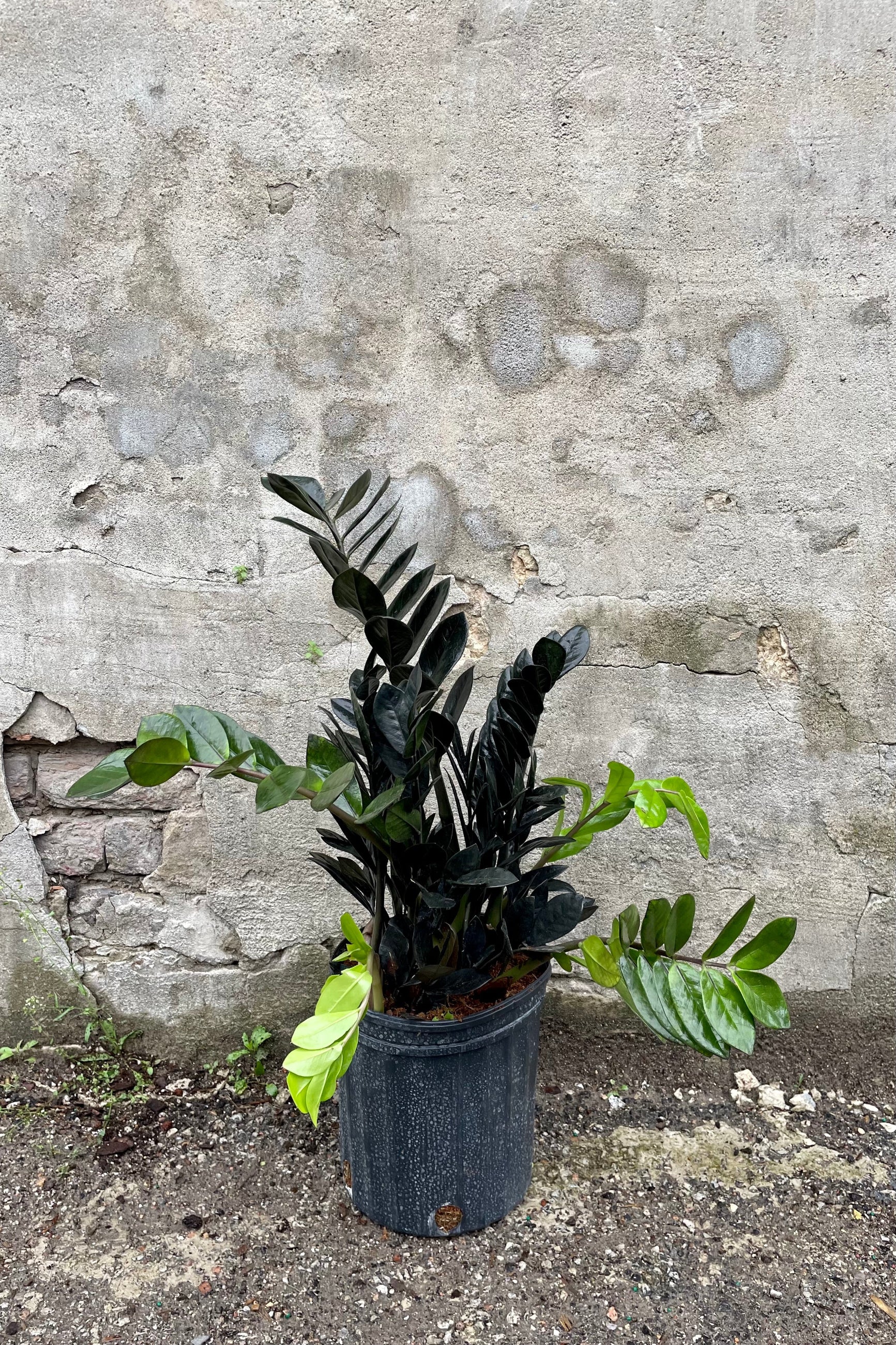 Zamioculcas zamiifolia 'Raven' 10" against a grey wall ©Sprout Home