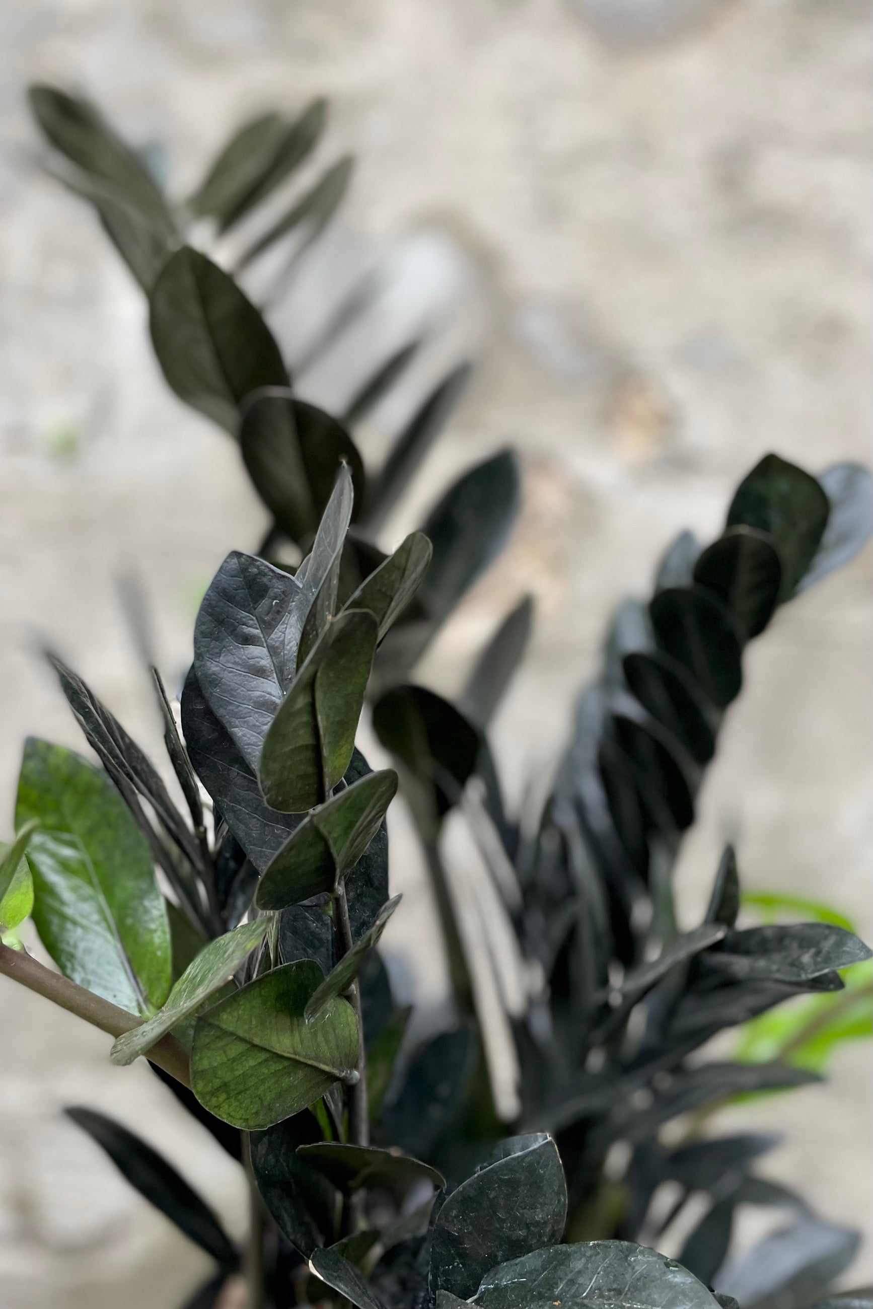 detail of Zamioculcas zamiifolia 'Raven' 10" against a grey wall ©Sprout Home