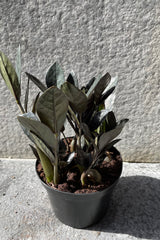 Zamioculcas zamiifolia 'Raven' in grow pot in front of grey background
