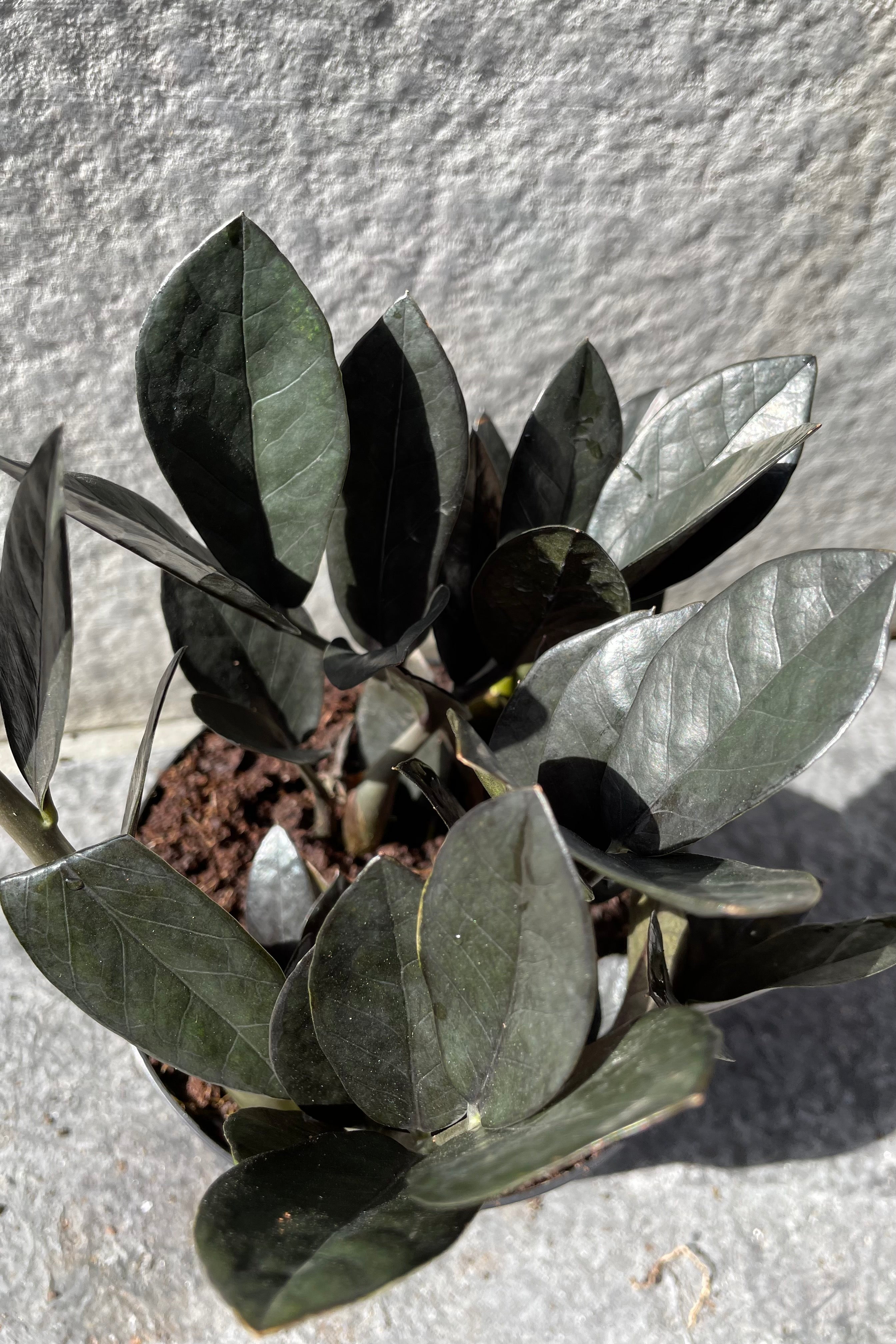 Close up of Zamioculcas zamiifolia 'Raven' leaves