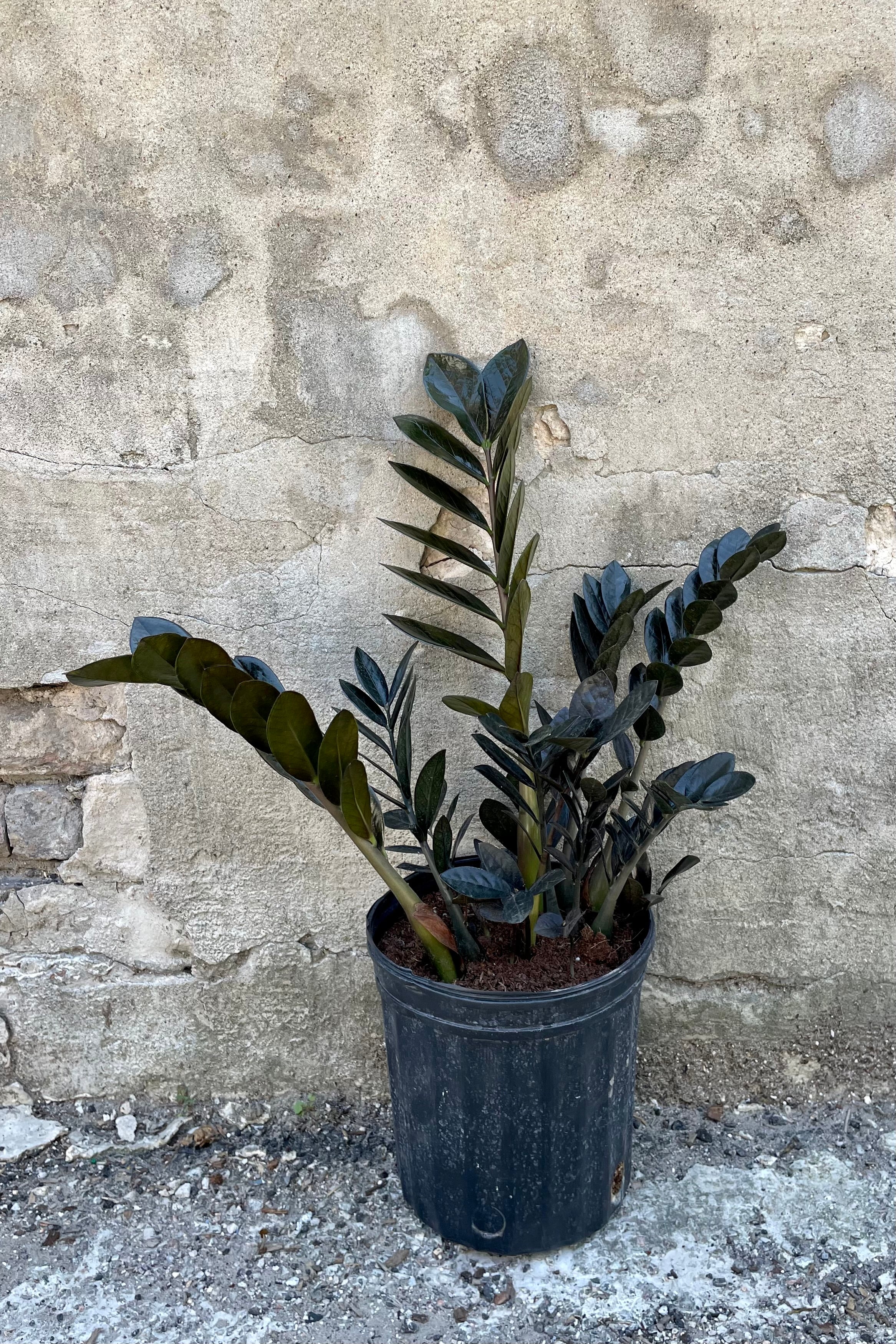 Zamioculcas zamiifolia 'Raven' 8" against a grey wall