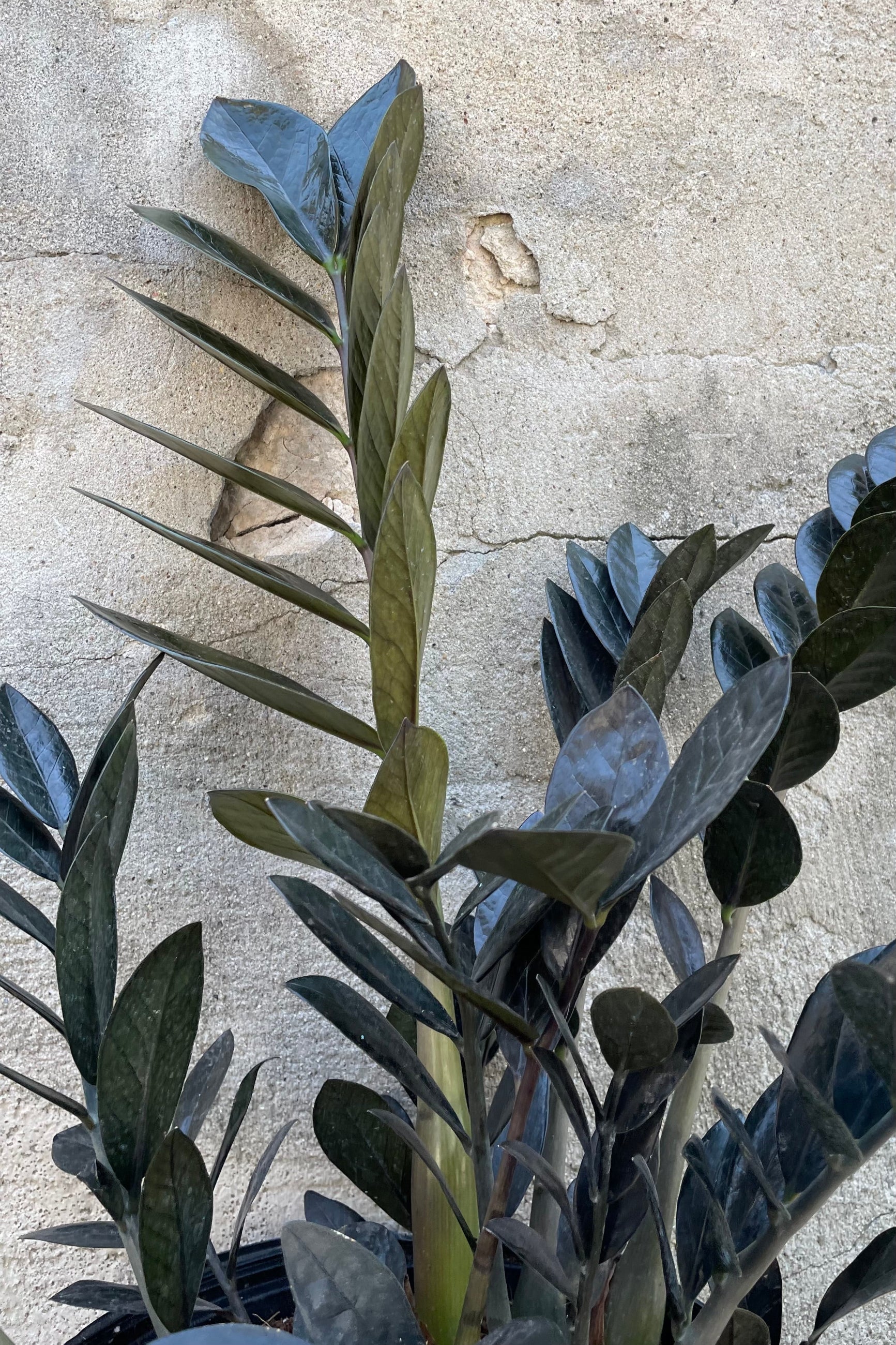 detail of Zamioculcas zamiifolia 'Raven' 8" against a grey wall ©Sprout Home