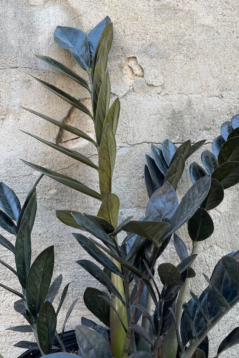 detail of Zamioculcas zamiifolia 'Raven' 8" against a grey wall