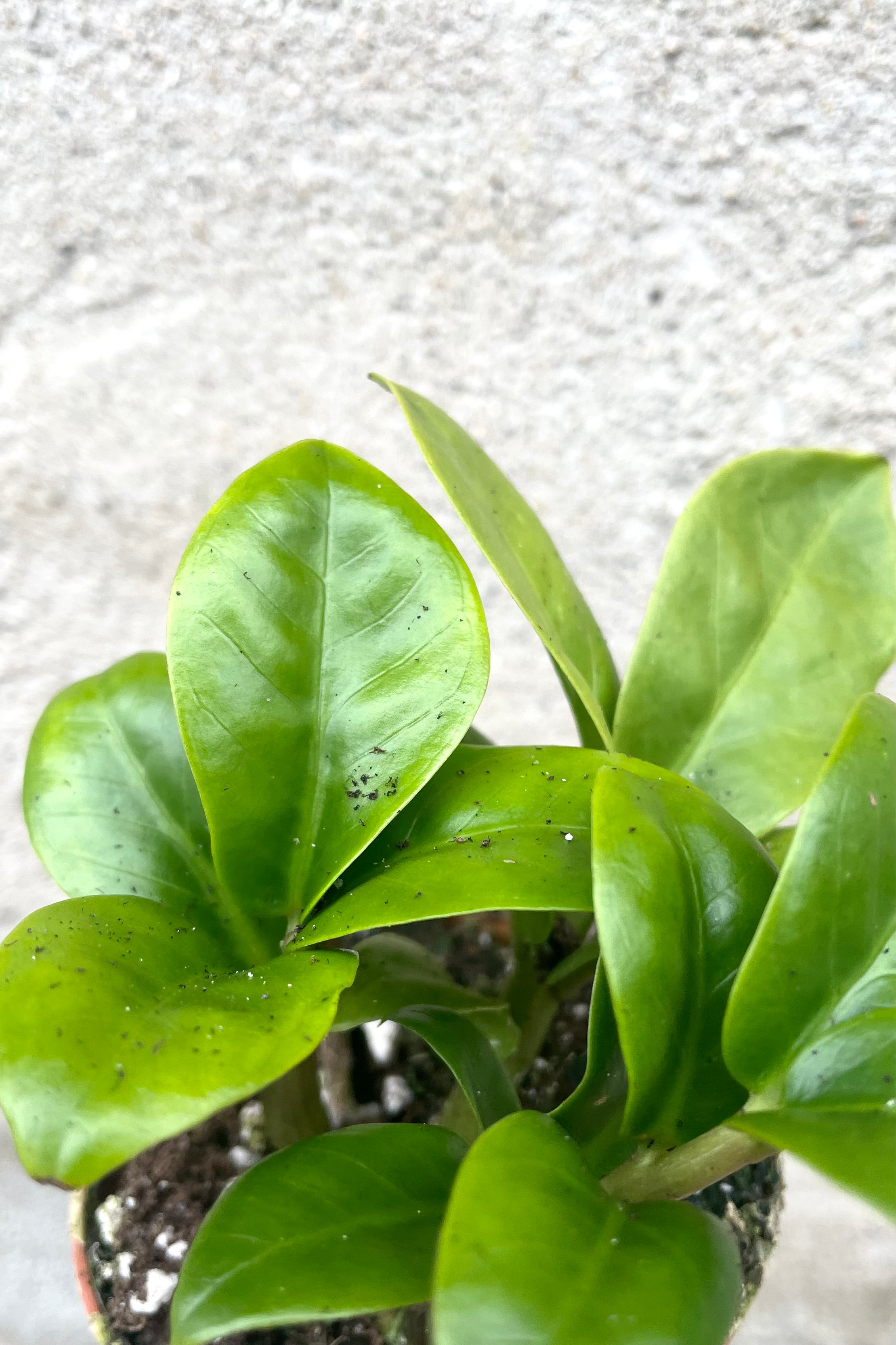 An overhead detailed view of Zamioculcas zamiifolia 'Zenzi' 3" against concrete backdrop