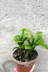 A hand holds Zamioculcas zamiifolia 'Zenzi' 3" in grow pot against concrete backdrop