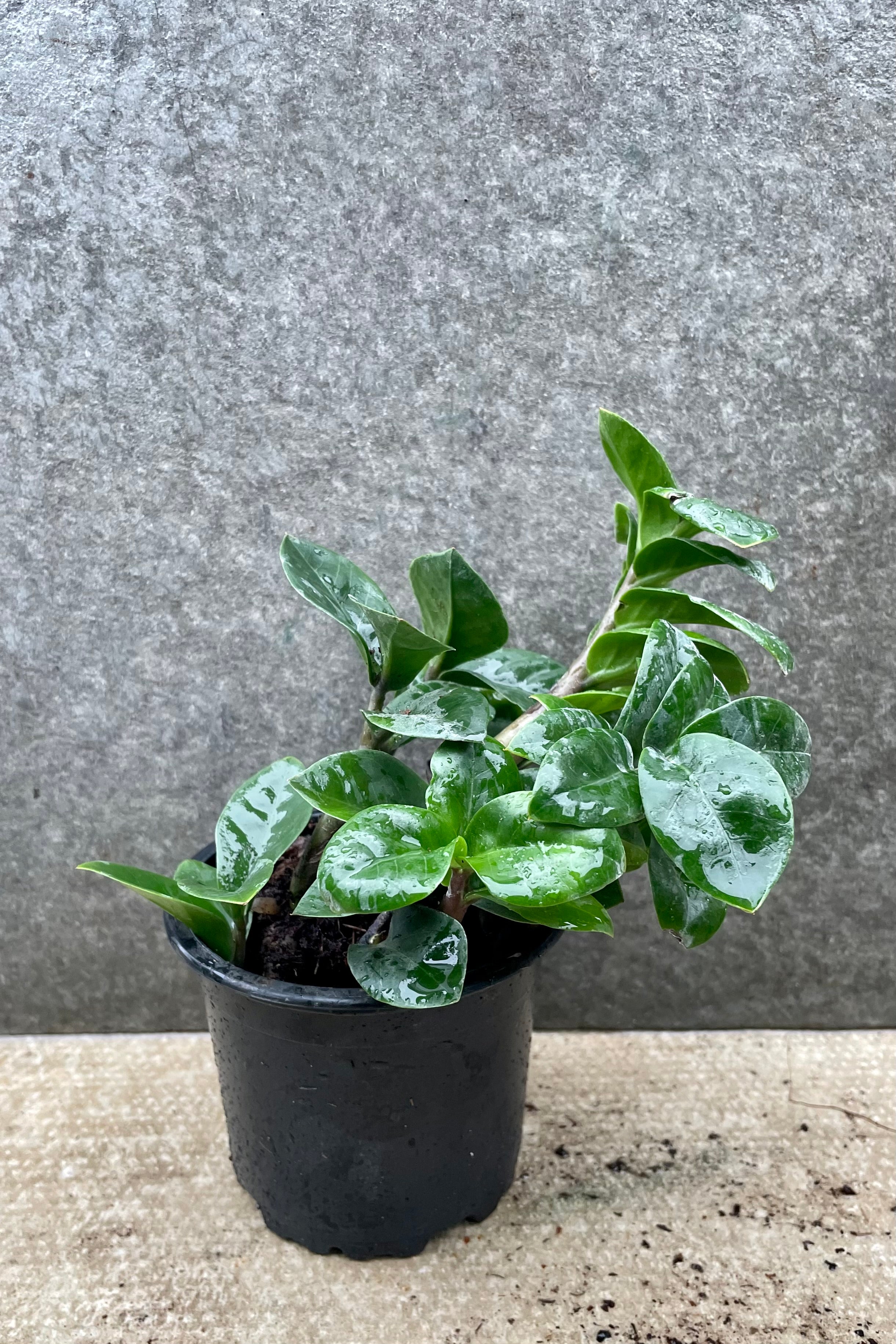 Zamioculcas zamiifolia 'Zenzi' 4" against a grey wall