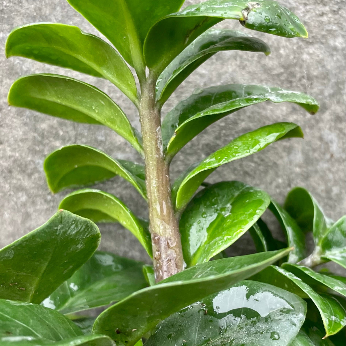 Zamioculcas zamiifolia 'Zenzi' 4