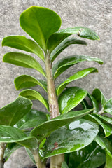 detail of Zamioculcas zamiifolia 'Zenzi' 4" against a grey wall