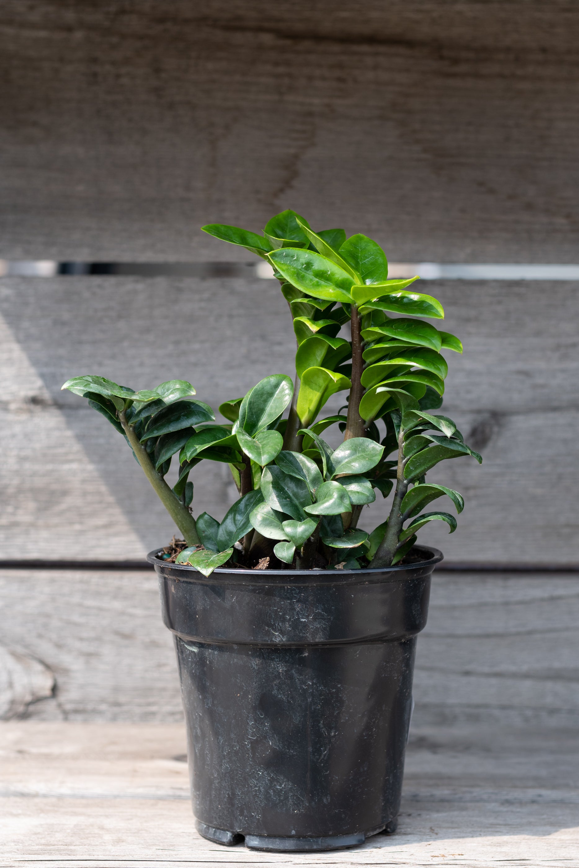Zamioculcas zamiifolia 'Zenzi' 6"
