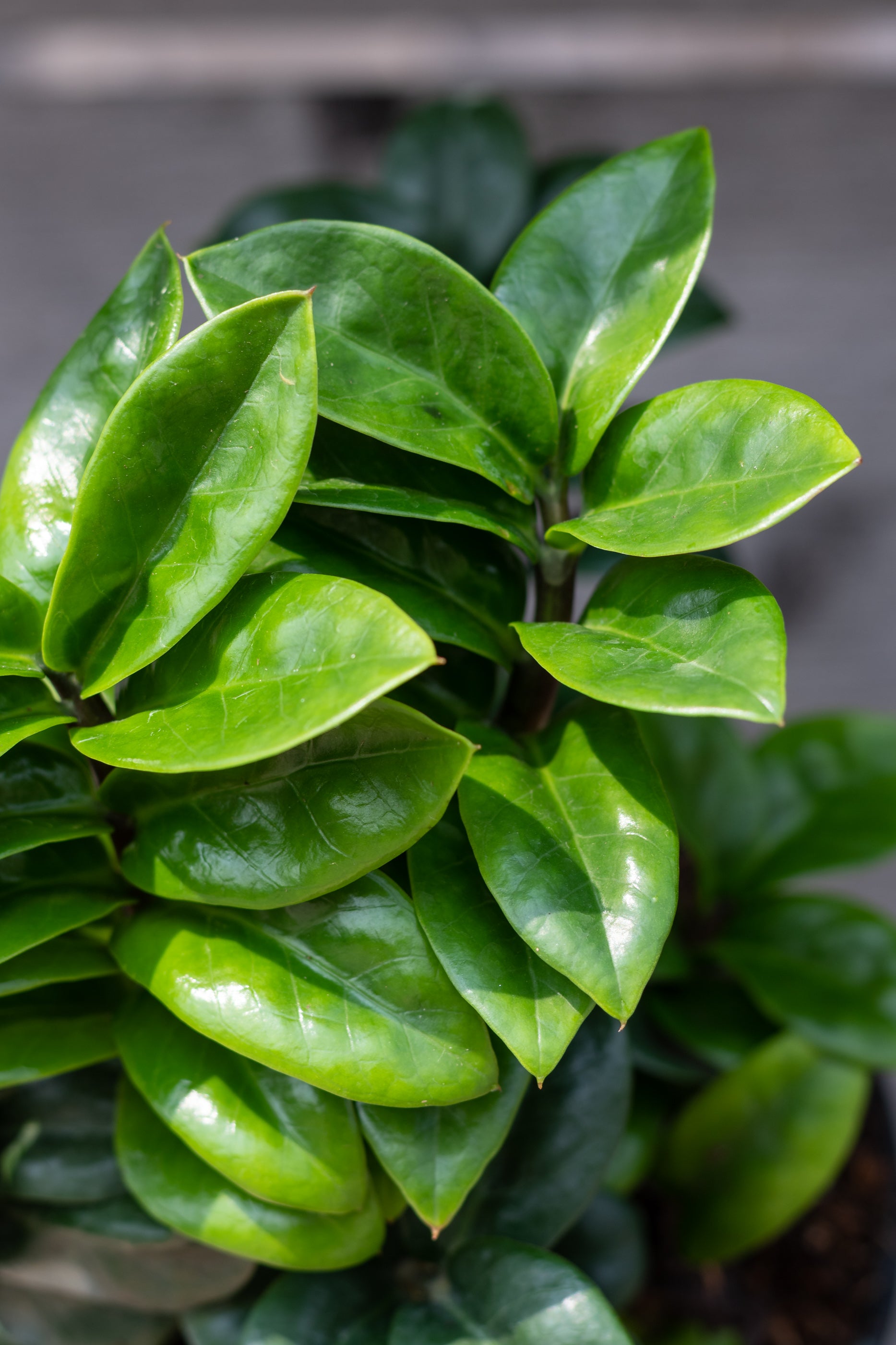 Zamioculcas zamiifolia 'Zenzi' 6"
