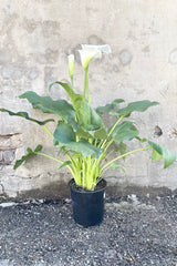 Zantedeschia 8.5" black growers pot with white lilies and green leaves against a grey wall 