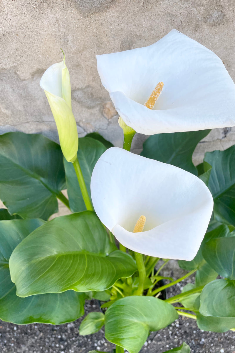 Zantedeschia 8.5" detail of white lilies and green leaves against a grey wall 