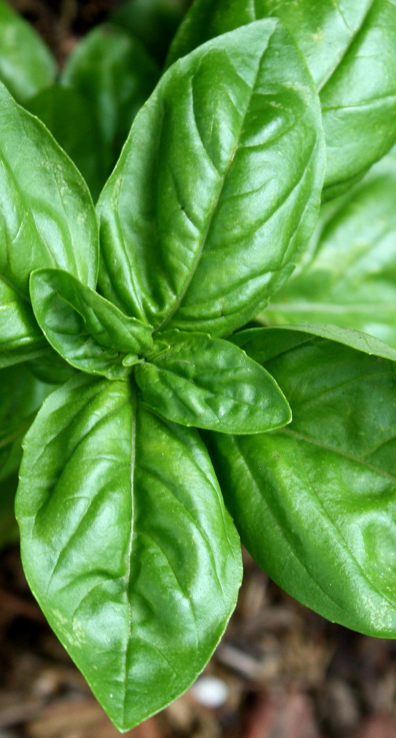 Detail shot of an edible Basil leaves.