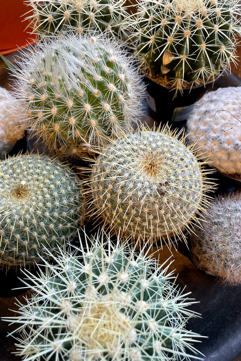 A grouping of various species of cactus at Sprout Home.