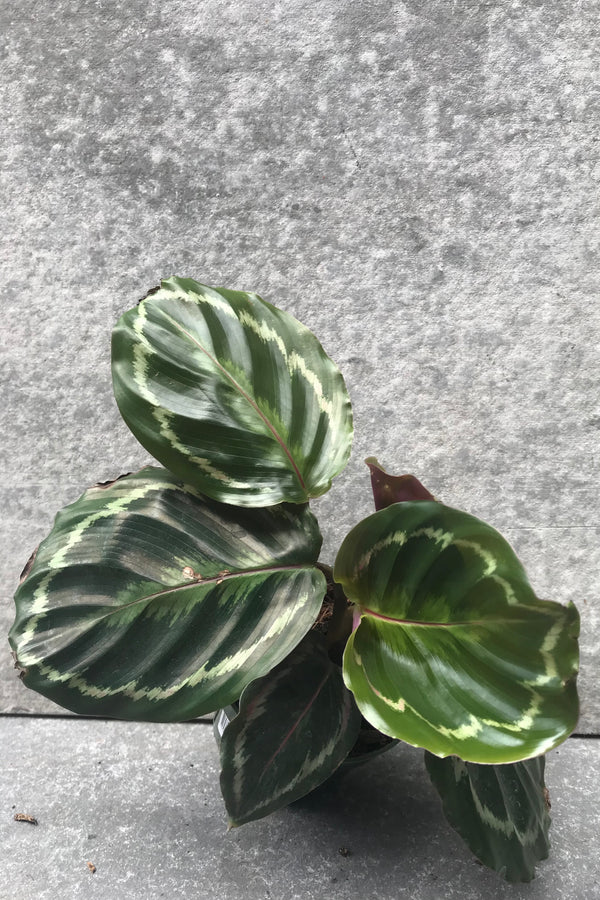 Calathea 'Medallion' against grey background