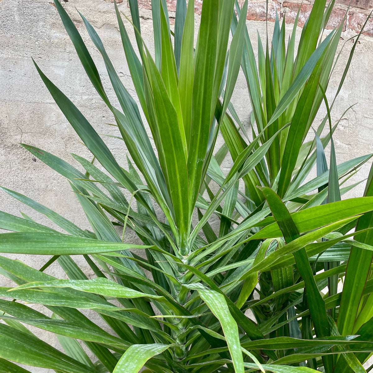 dracaena tarzan Dracaena 'Tarzan' bush 14" at SPROUT HOME