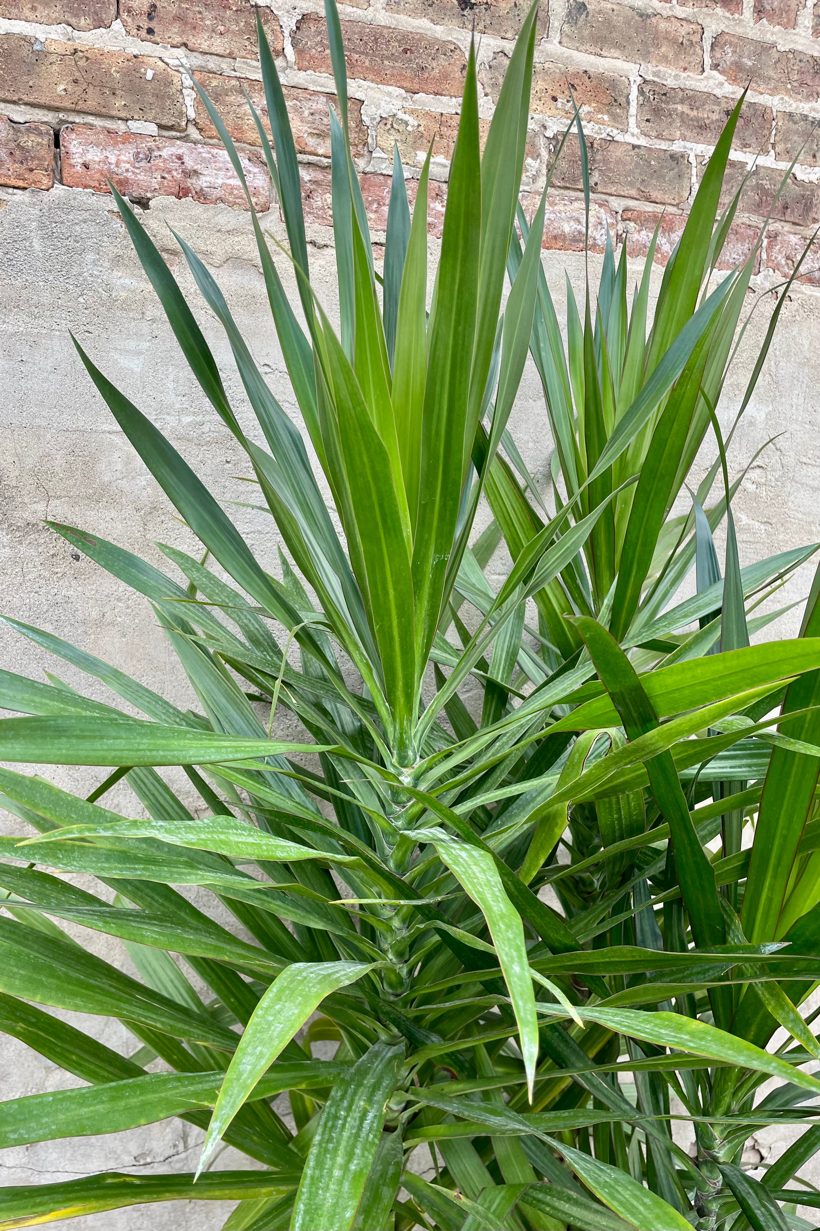 Detail of Dracaena 'Tarzan' bush 14" green leaves against a grey wall