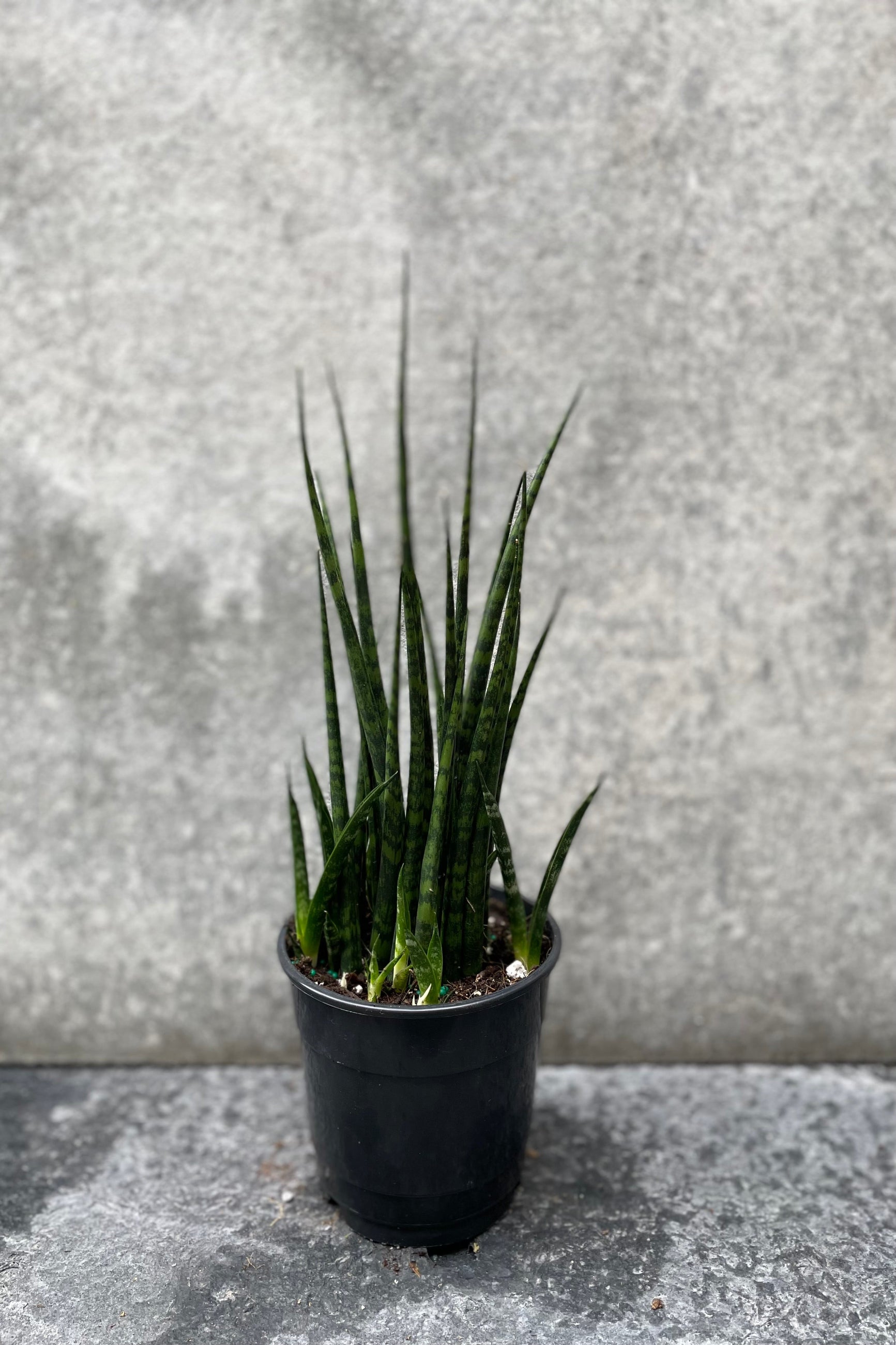 Sansevieria 'Fernwood' in grow pot in front of grey background ©Sprout Home