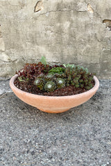 Sempervivum & Sedum Ada bowl planting by Sprout Home showing the variation of texture from the side against a gray wall. 