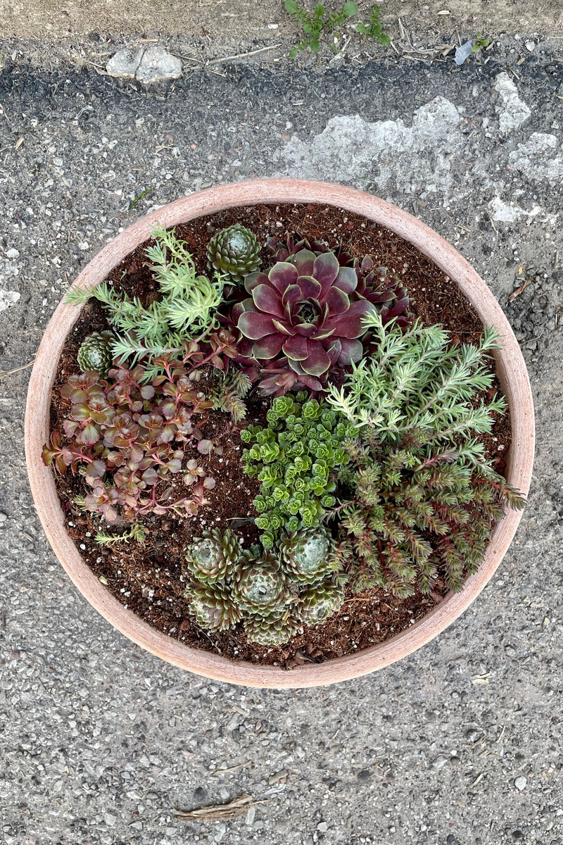 Large Rosa Ada Garden bowl planted with sedum and sempervivum shown from above showing the various textures.