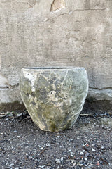 Juliet Aegean Olde World Pot Large against a grey wall