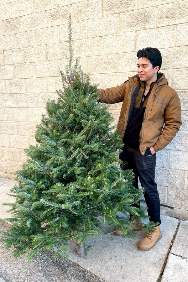 A man holds a variation of Fraser #1 Premium 5–5' Christmas tree