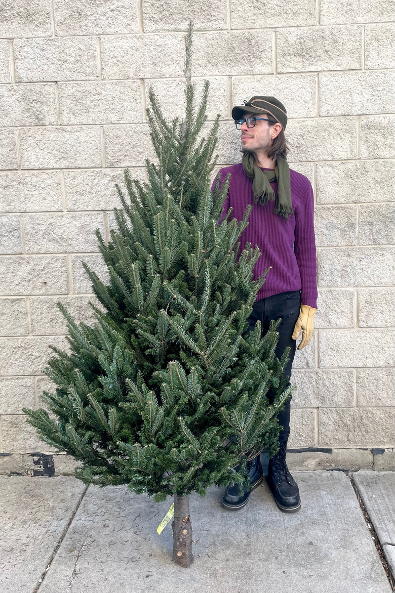 A man holds one variation of Balsam #1 Premium 6–7' Christmas tree