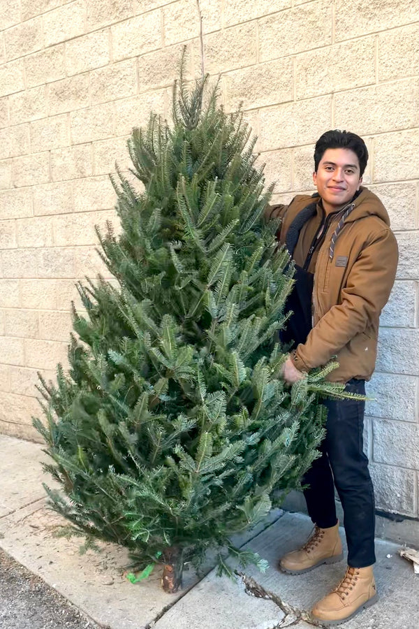 A man holds a variation of Fraser #1 Premium 6–7' Christmas tree