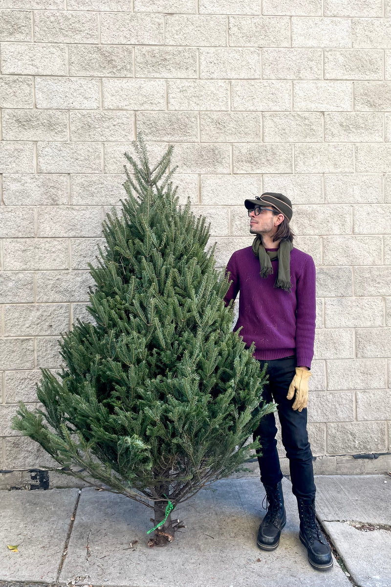 A man holds one variation of Balsam #1 Premium 7–8' Christmas tree