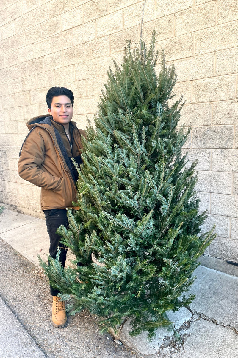 A man holds a variation of Fraser #1 Premium 7–8' Christmas tree