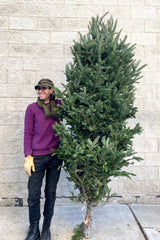 A man holds a variation of Balsam #1 Premium 8–9' Christmas tree