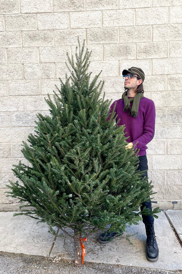 A man holds a variation of Balsam #1 Standard 6–8' Christmas tree