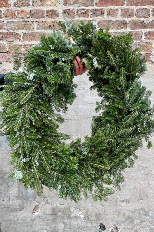 Single sided Fraser wreath with a 36" exterior diameter undecorated being held against a concrete wall. 