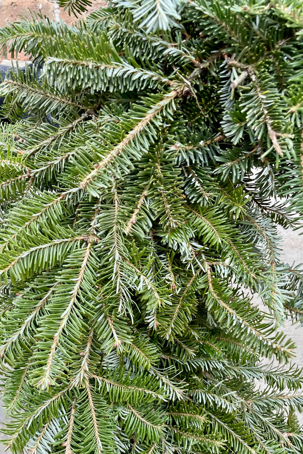 Detail of a Fraser fir wreath showing the blue green needles.