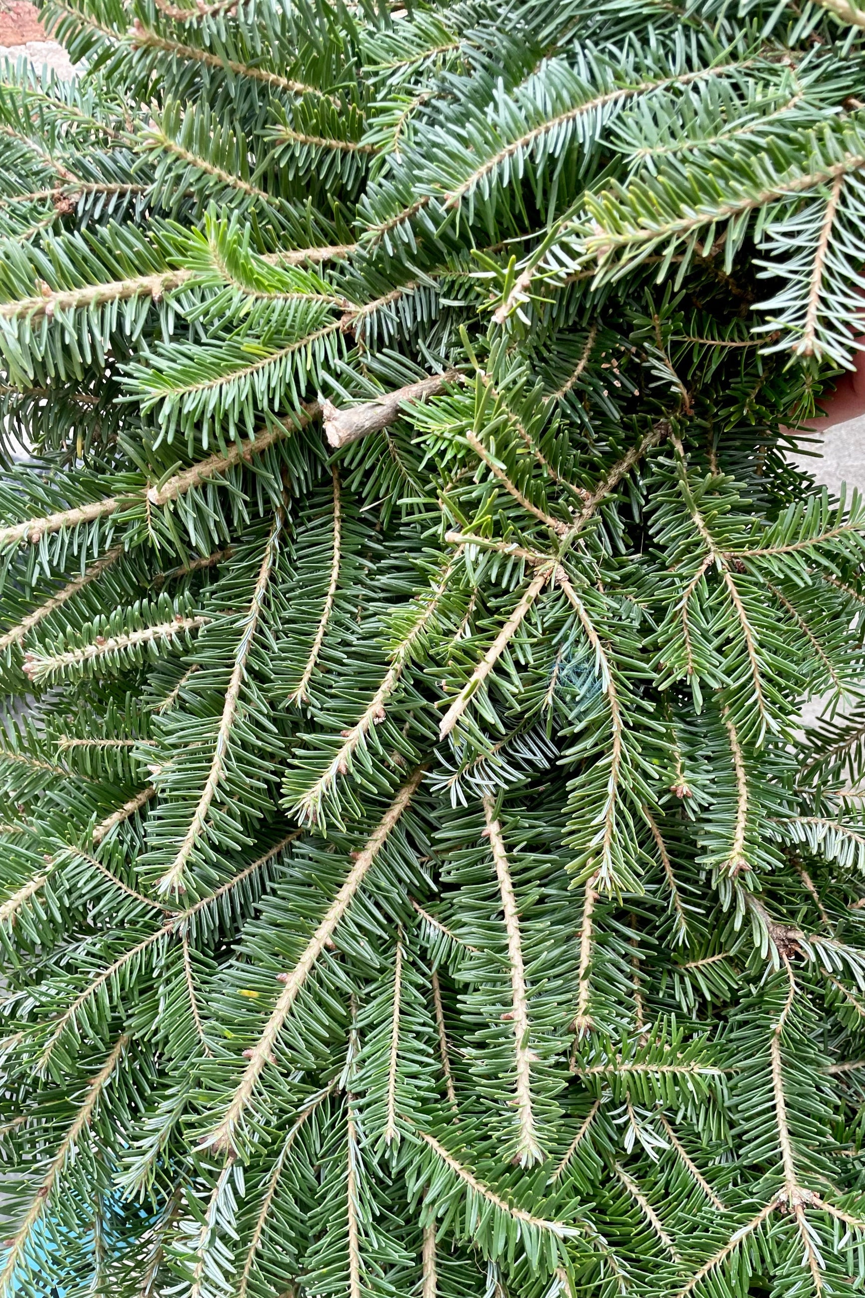 Detail picture of the blue green needles of the Fraser wreath ©Sprout Home